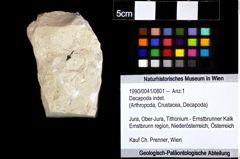 Foto (Objket + Etiketten) von Decapoda indet. 